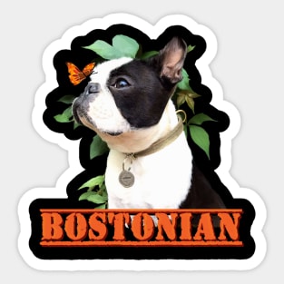 Bostonian Sticker